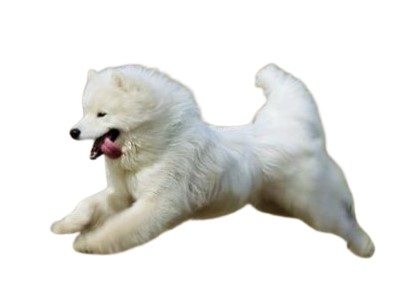 A puppy running