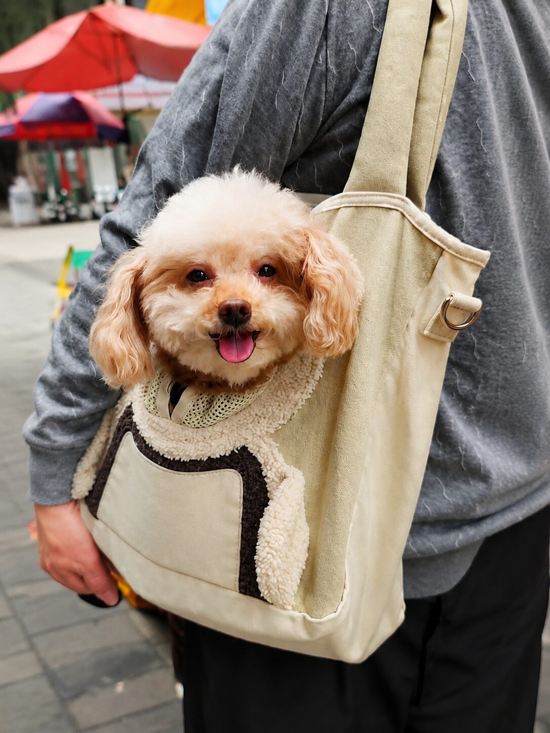 Pet Carrier & Travel