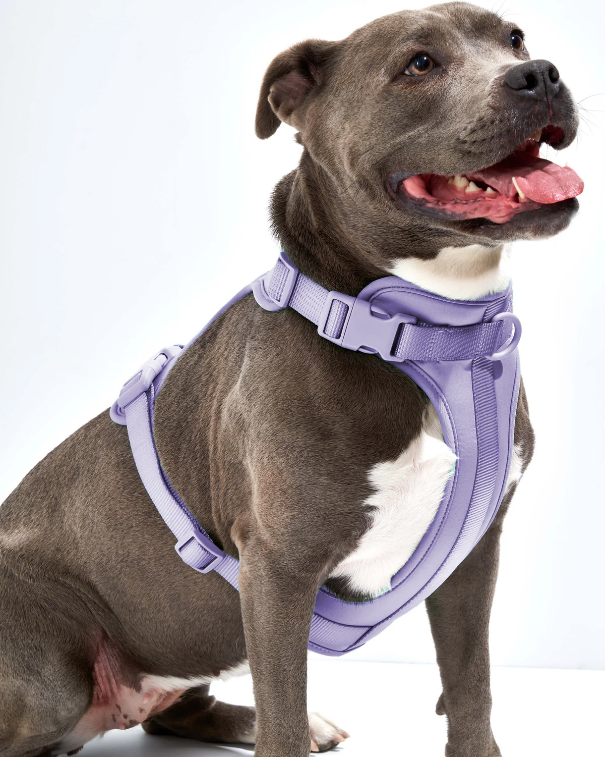 Pet Walking Harness Kit