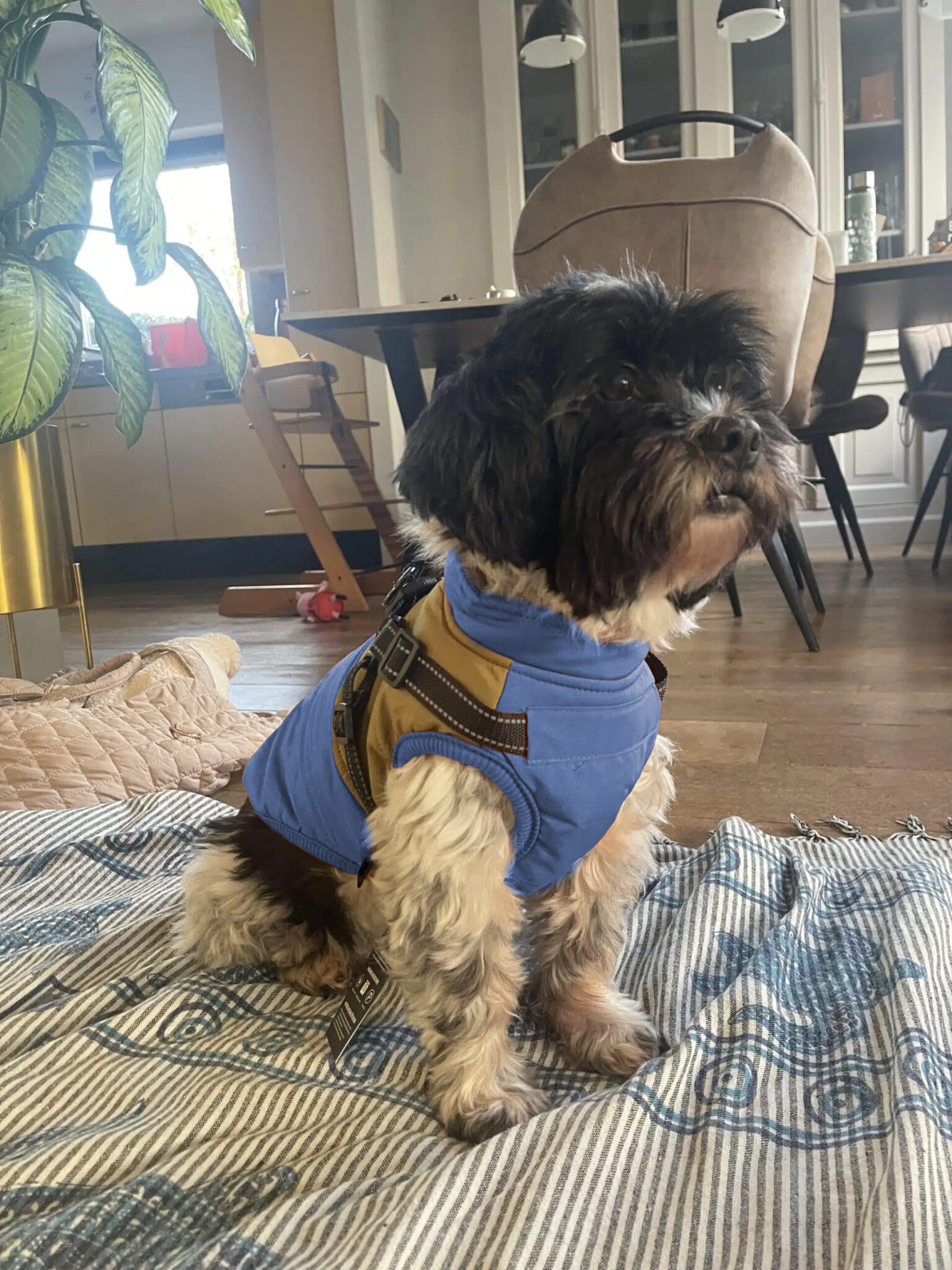 TrailBuddy Adventure Dog Jacket Harness