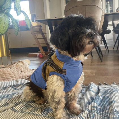 TrailBuddy Adventure Dog Jacket Harness