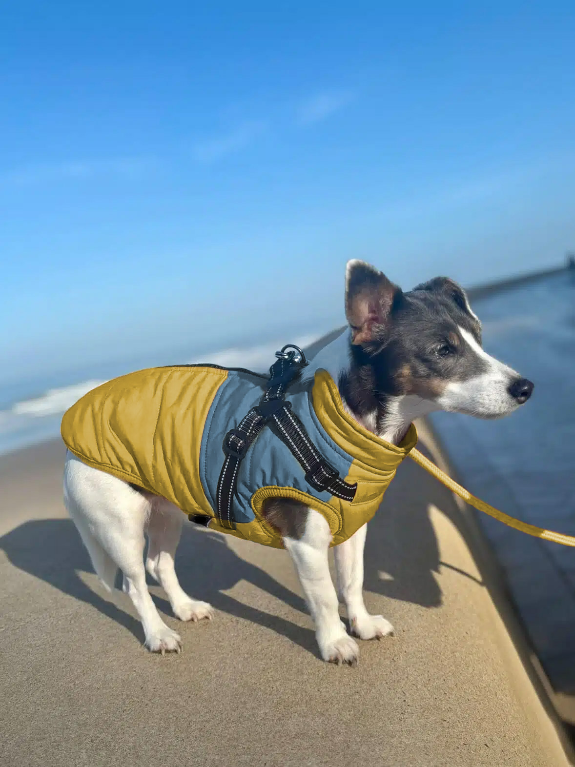 TrailBuddy Adventure Dog Jacket Harness